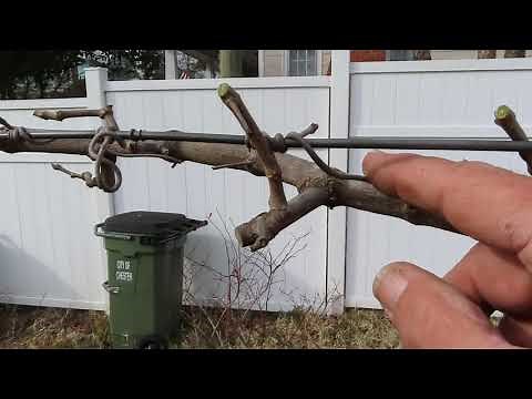 How to Prune Muscadine Grapes