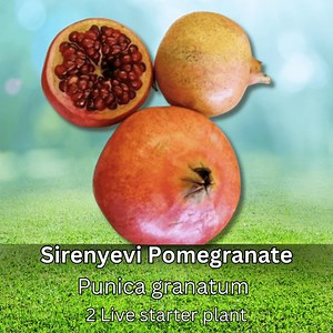 2 Pcs Sirenyevi Pomegranate Trees Live Plants Punica Granatum Sweet Juicy Red Fruit Starter Cold Hardy - Etsy