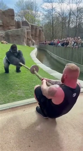 Gorilla vs Bodybuilder Tug of War! Who Wins 😱💪🦍 #animalshorts #animals #viralvideo