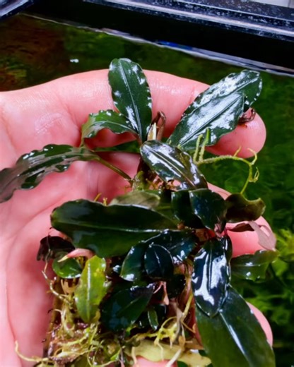 ✨ All-new Bucephalandra just landed — and they’re absolutely stunning! 🌿 Each piece is bursting with color and texture, ready to bring your tank to life. Don’t wait — these won’t last long. 💧 Grab yours today before they’re gone! #Bucephalandra #ChiChisPlantedDreams #Aquascaping #RarePlants #PlantedTank #AquariumPlants #BuceLover #MiamiAquascape #NatureAquarium #TropicalTank #AquaticPlants #BuceCollector #AquascapingLife | Chi Chi’s Planted Dreams