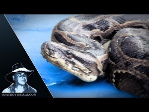 Aggressive Pythons 07 Footage