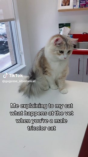 Special Kitty's Vet Visit: A Colorful Experience