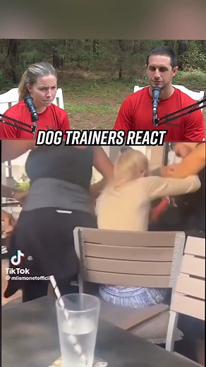 299K views · 1K reactions | Dog fight breaks out at a restaurant: our trainers break it down #dogs #dogtrainer #dogtraining #dogfight #dogattack #pitbull #smalldog #react #reaction #intense #dogtrainersreact | Canine Revolution Dog Training | Facebook