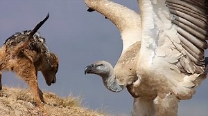 Ranking raptors by speed, weapons, and killing efficiency