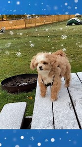 Matrix, The Crystal Collector's dog is enjoying the snow and wondering what this is all about. He is used to digging crystals in the dirt 😂💎⚒ #thecrystalcollector #matrix #snow #dog | The Crystal Collector