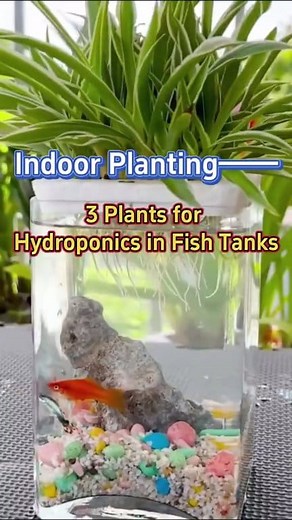 600K views · 10K reactions | 3 plants suitable for hydroponic/aquaponic planting in fish tanks #indoorplants #homegarden #houseplants #plants #garden #indoorgarden #hydroponics #aquaponics #fishtank | Garden and Planting Tips | Facebook