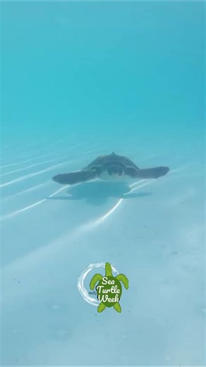 Happy Kemp’s Ridley Day of #SeaTurtleWeek 🌊🐢 Flashback to 2020, when we had 40 critically endangered cold-stunned Kemp’s Ridley sea turtles at The Turtle Hospital transferred from New England, here warming up and receiving treatment. ❤️‍🩹 About the Kemp’s Ridley Species by Kate Sampson, NOAA Fisheries: “Kemp’s ridley sea turtles are the smallest sea turtle in the world. The species is named after Richard M. Kemp, a fisherman from Key West, Florida, who first submitted the species for identifi