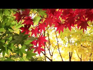 Na Na Hey Hey Kiss Him Goodbye - Steam: with Lyrics(가사번역)