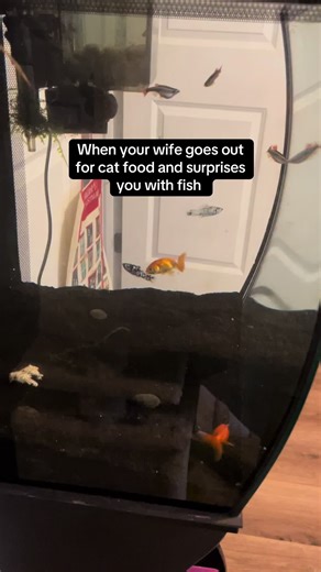 Introducing New Fish to the Quarantine Tank