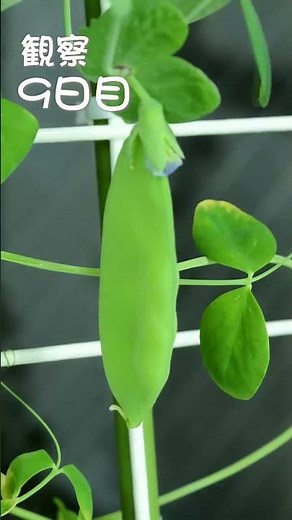 豆苗を土に植えて育てたら 〜花からさやへの成長早送り動画〜 #Shorts