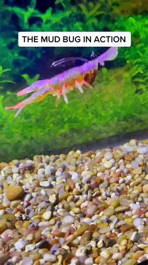 Exciting Mud Bug Fishing Action with Chasebaits USA