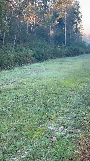 1.1K views · 13 reactions | Nice little 8pt following TT’s doe in heat scent that was applied to "Follow Me” scent trail. Ttsbuckwilddeerscent.com | TT's Buck Wild Deer Scents | Facebook