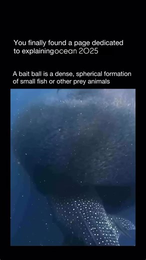 Explaining Ocean on Instagram: "A fish bait ball is a defensive formation that small fish-like sardines, anchovies, or herring-create when threatened by predators. Instead of scattering, the fish swarm together into a tight, swirling ball. This makes it harder for predators such as dolphins, sharks, tuna, or seabirds to target a single fish. The bait ball shifts and pulses as the fish try to stay in the middle, while predators dive in from all sides to snatch them. It’s a dramatic survival strat