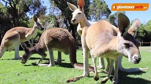 Perth 5D/4N Winter Package from A$649 per Adult / A$449 per Child Includes: - 4 Nights Accommodation at either the Mercure or Ibis Hotels; - Private Return Airport Transfers in Perth; - Pinnacles and Lobster Day Tour; - Ultimate Aussie Wildlife Day Tour; - Swan Valley Half Day Tour; - Swan River Cruise with the Little Ferry Co; Head to https://goo.gl/BOqdW4 for more information and prices | Explore Tours Perth