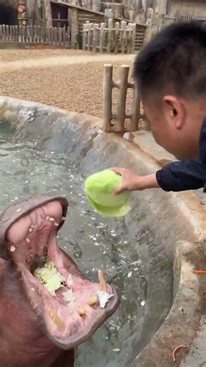 Are hippopotamus teeth used for hooking vegetables? Real video of hippopotamus at the zoo.