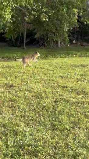 4.1K views · 63 reactions | Use this surprising tactic to repel coyotes. #Dog #woof #coyote #city #wolf #mother #southflorida #westpalmbeach #florida #kvjshow #kvj #funny #foryoupage #foryou #fyp | The KVJ Show | Facebook
