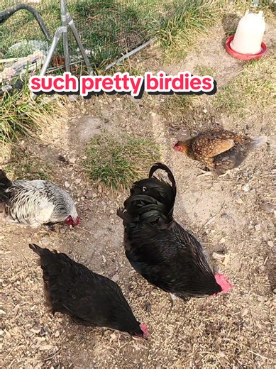 letting out trouble and his groupies. he is such a funny roo. he's one of my best roos so far. Hopefully he stays that way since he's still young. got to pet raven and find another green egg! I have no idea who is my green layer #farmlife #homestead #chickens #eggs #smallfarm