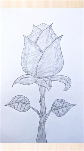 Realistic Beautiful Rose Drawing With Pencil Sketch✨ #drawing #art #shorts