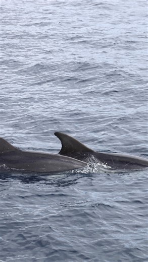 VipDolphins | Today we saw a baby dolphin next to his mother ✨ And it’s a great opportunity to explain how dolphins feed their young. Dolphin calves... | Instagram