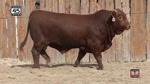 8.2K views · 84 reactions | Have you found this bull hiding back at lot 45? All cattle sell in order of catalog to help make your sale day planning easier. Message us if you would like a hard copy of the catalog mailed to you. https://beefmasterbullsale.com/oklahoma-sale/ | Beefmaster Bull Sale | Facebook