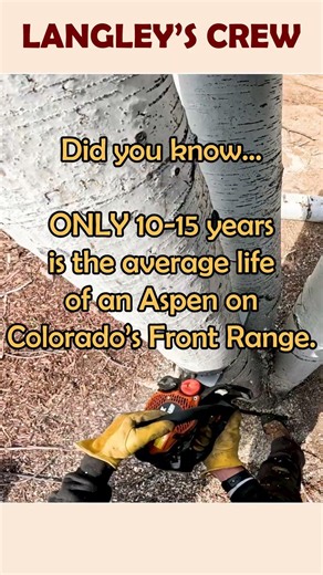 Got an Aspen? How long did it live?