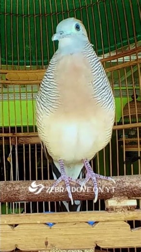 Zebra Dove call Bird sounds for relaxations 49 #birds #birdsounds #birdsoundscape #birdsong #animals
