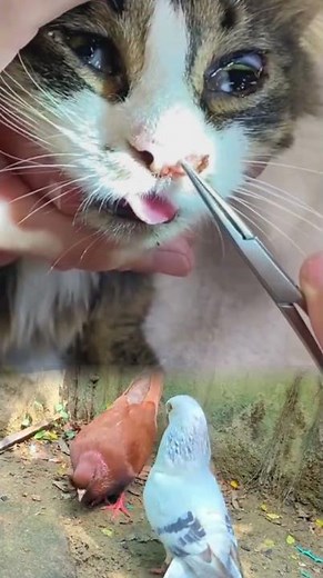 Amazing Botfly Removal from Cat’s Nose | Satisfying Veterinary Procedure