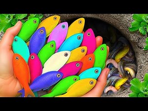 Catch colorful ornamental fish in a small pond: Baby turtles, catfish, koi, axolotls.