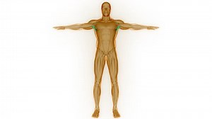 clip-1102301955-human-muscular-system-torso-muscles-latissimus-dorsi