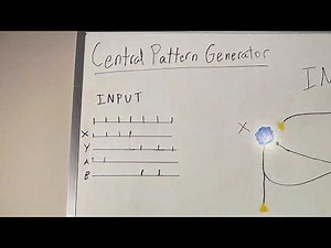 Central Pattern Generation