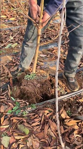 Peach Tree Transplanting Guide for Healthy Growth#farming