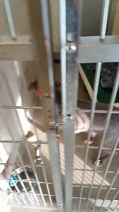 20K views · 566 reactions | Good night Angels! | McKamey Animal Center | Facebook