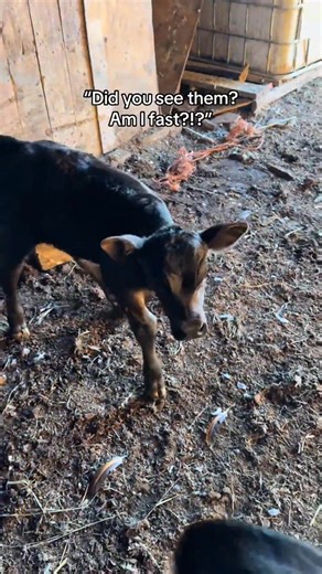 2.1K views · 24 reactions | Baby animals always make for a lot more...