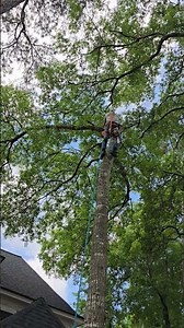 Tree pruning by Jireh Tree's wwww.jtreeservice.com 832-404-9500
