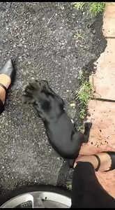 16 reactions · 8 comments | I saw a dog nearby my street they are looking cute and they need a home have 3 little puppies Location: location Contact details: 0164322630 Gender: male 2 one female Breed: mixed Adoption: Free/Charge? Yes _________________________________ Check it out! Japanese Style Pet Tent https://s.lazada.com.my/s.TZlTi?cc | Malaysia Free Dog Adoption | Facebook