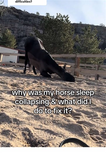 Understanding Horse Sleep Collapse: Causes and Solutions