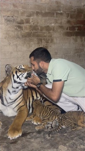 Series 117: Special Moment With Tigress And Her 4 Babies 😍🐆