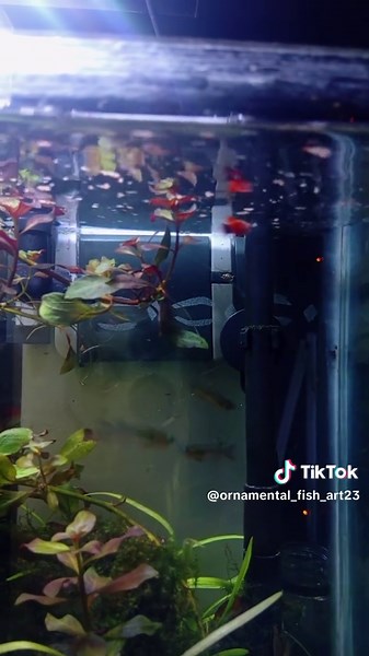 #betta_lover #bettagiant #betta #peletcupang #cupang #ikan #pakan #bettafish