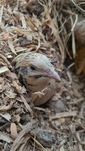 playing with speckle the quail! 🤩😍 #quail #birds