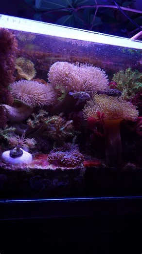 🐡🤖💬 Day before Christmas, mangroves lit low Green spotted puffer in the brackish glow Little round boss with the side eye stare Crunchin snail shells like he just do not care Roots in the tank like a swamp street maze Salt in the water, yeah we dialed that phase Santa got reindeer, I got fins and bite Puffer runs the reef while the world sleeps tonight | Inappropriate Reefer