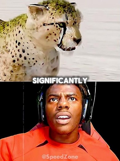 Speed Racing a Cheetah!😱🐆 #ishowspeed