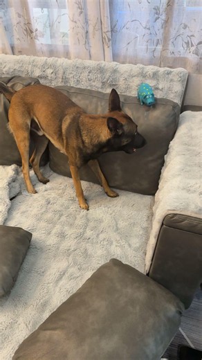 Charlie and His Squeaky Pig! / Чарли и его свинка!