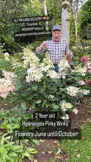 1.8K views · 31 reactions | Hydrangea “Pinky Winky “ flowers non stop...