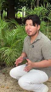 La masa de los árboles