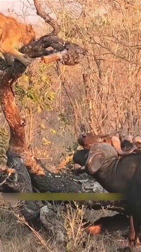मौत के मुंह से बचा शेर!Lion Survives Impossible!#wildlife #shorts #shortvideo