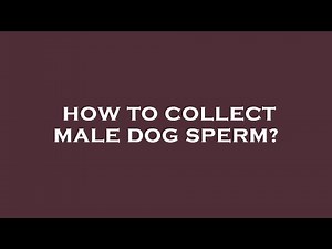 How to collect male dog sperm?