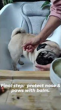 Pug Care Full Video of Artemis Washing and Moisturizing Folds