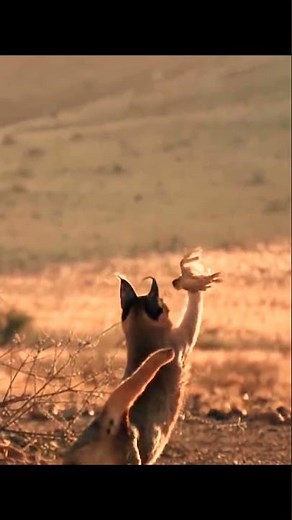 Puma's massive jump to catch Bird #shorts / #wildlife