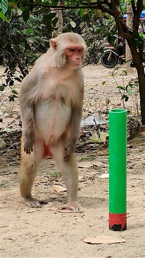 What's inside? Monkey peeking through a pipe! 🤣🐒 #animalcuriosity