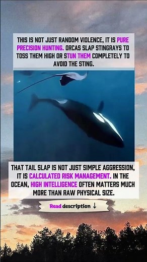 orca's RISK MANAGEMENT #wildlife #orca